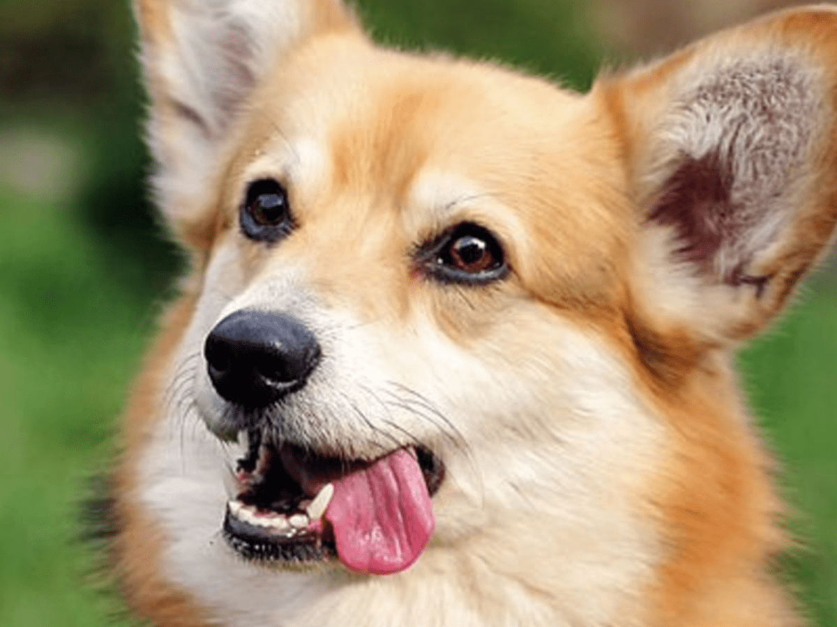 Why Dogs Eat Grass and Other Weird Things PetHelpful