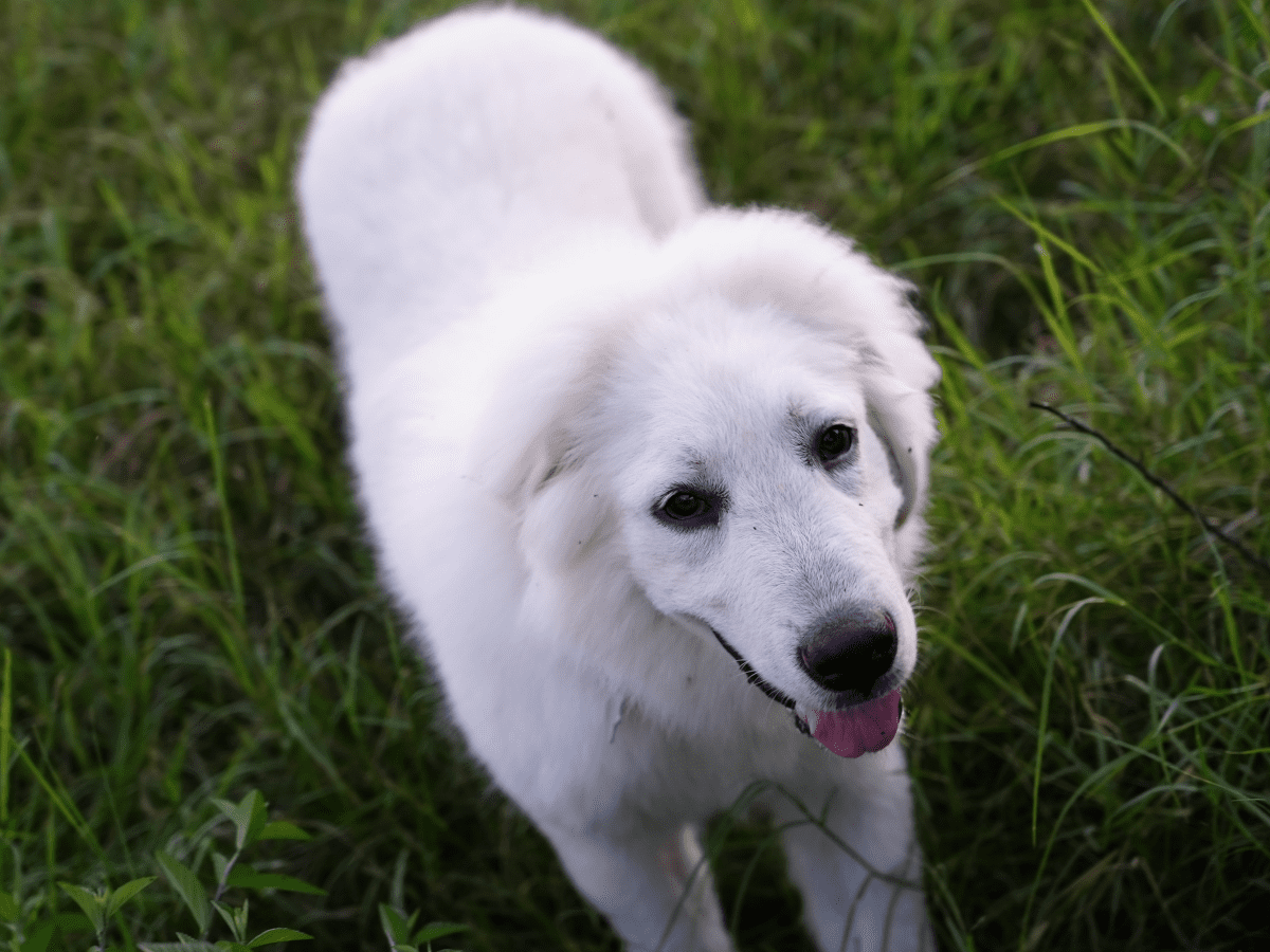 How to get great cheap pyrenees to stop barking