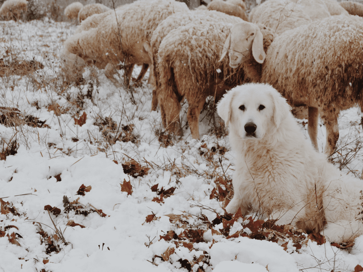 Big white cattle store dog