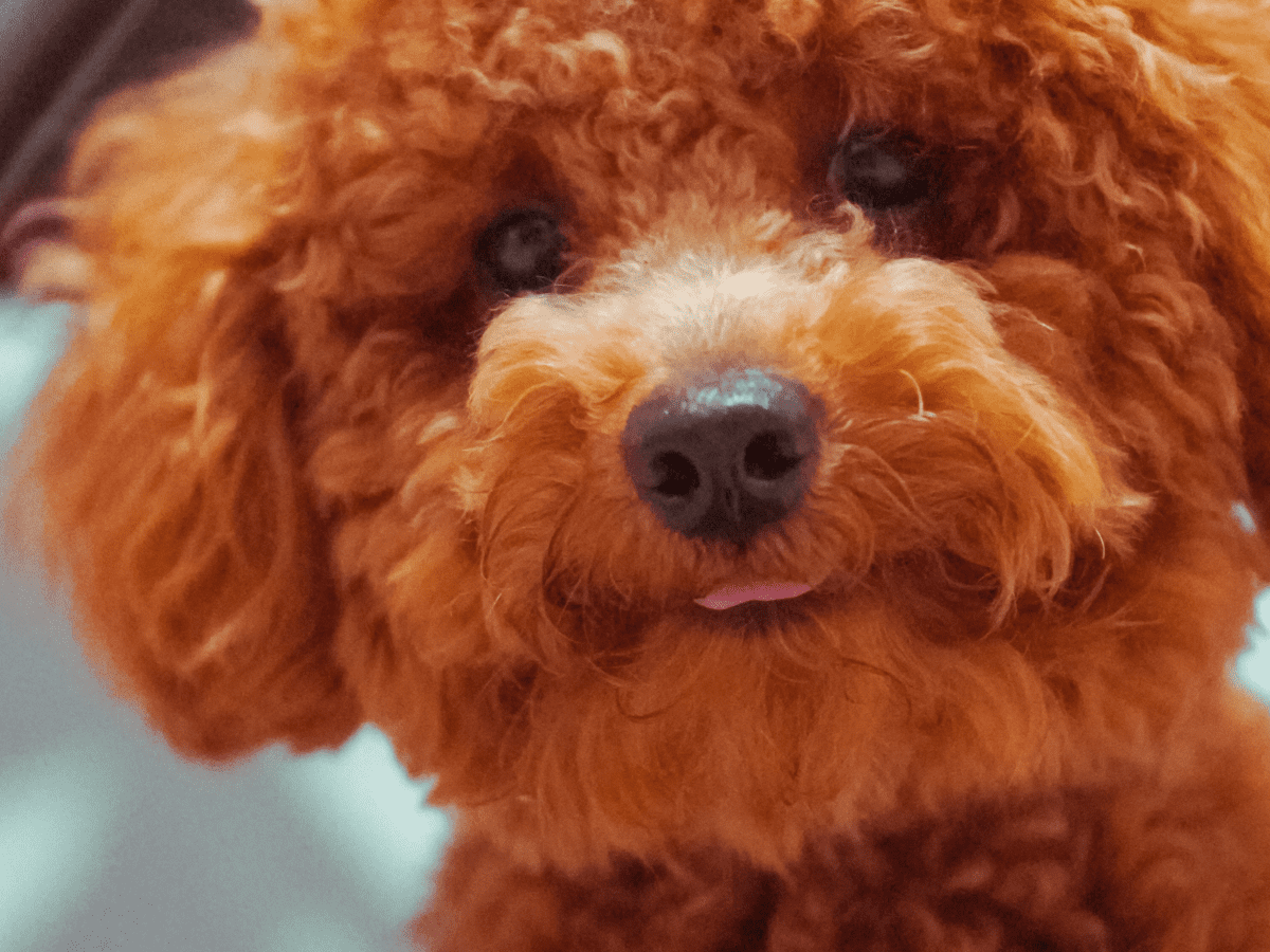 180 Brown Female Dog Names for Gold, Red, and Chocolate Coats