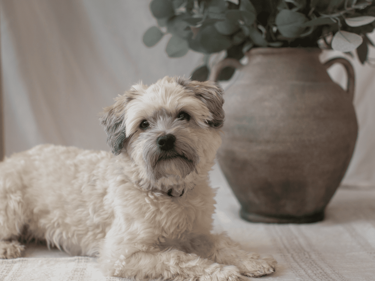 Havanese store curly hair