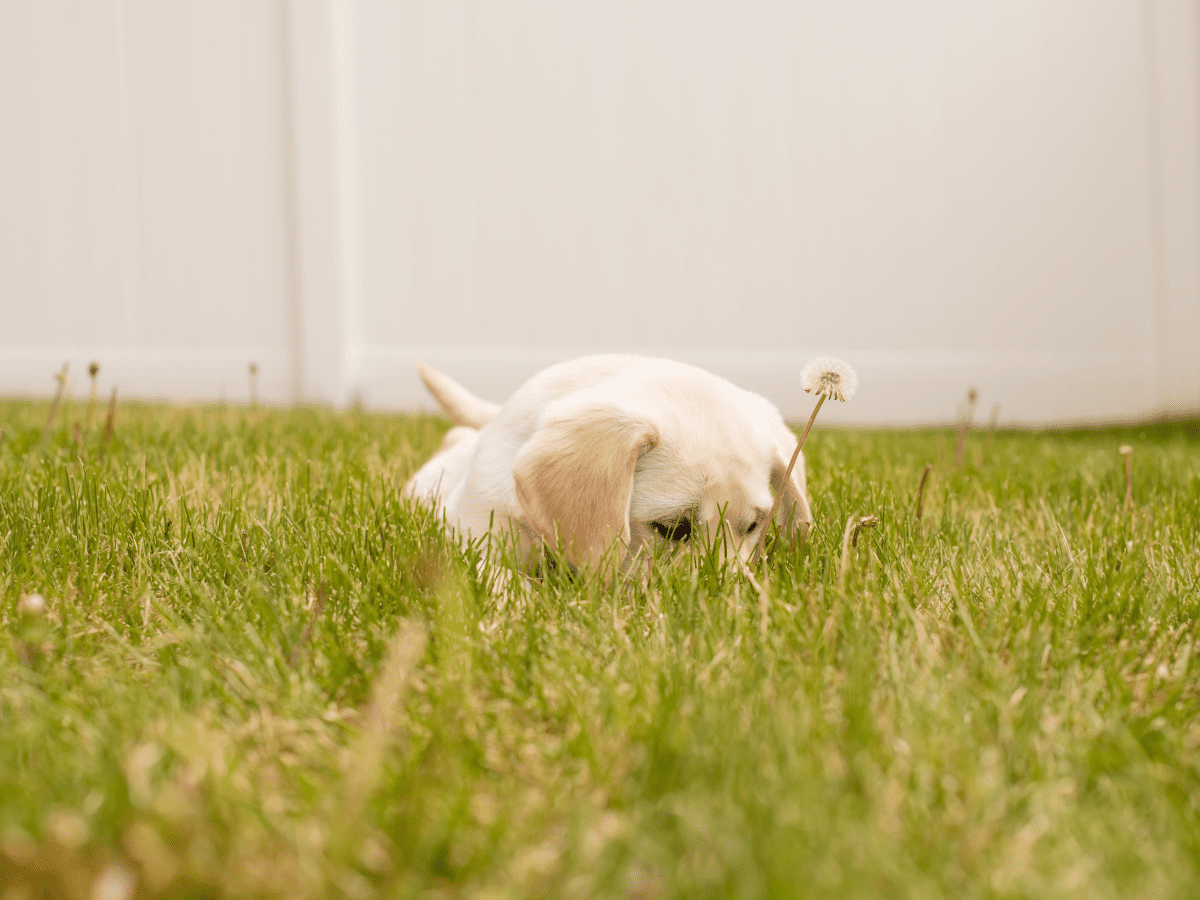 How to cure parvo 2024 in puppies at home