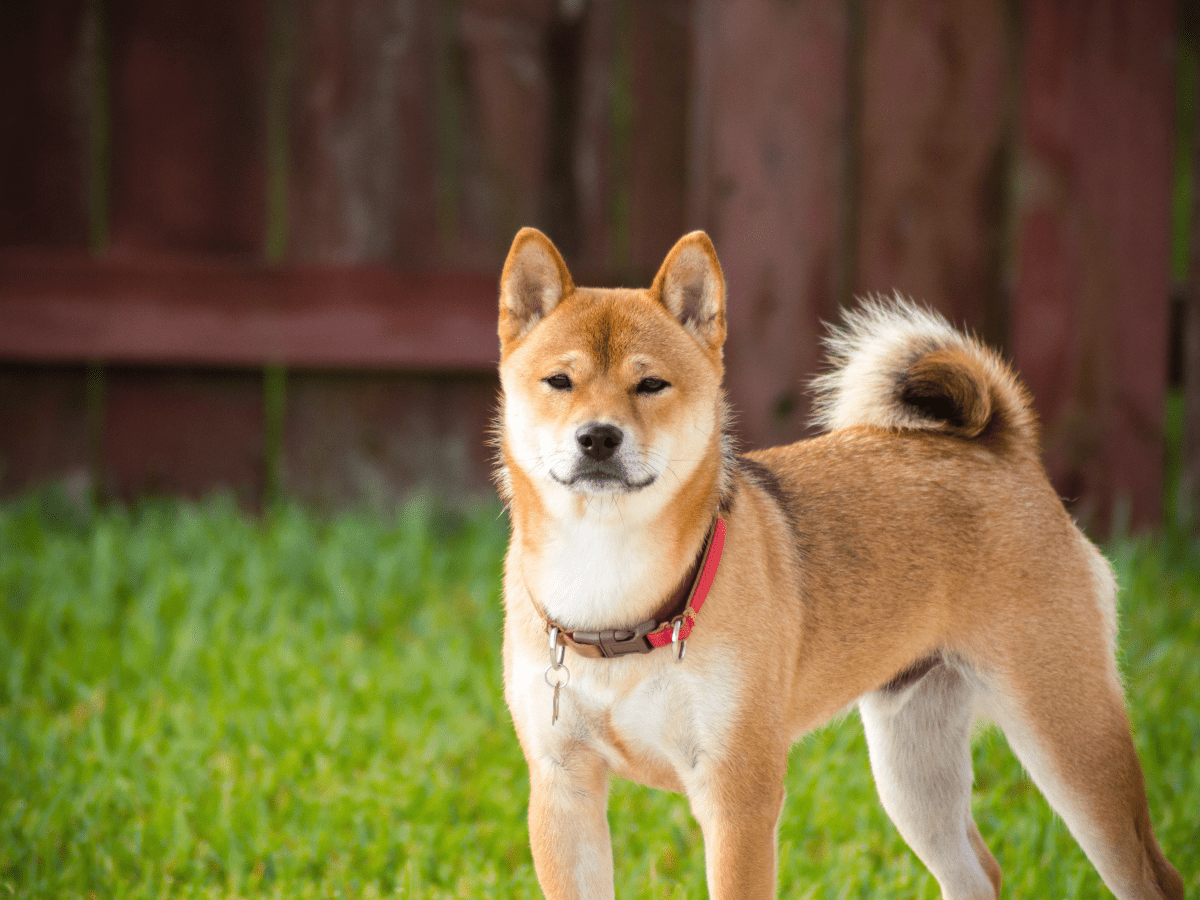 Good dog breeds for small houses best sale