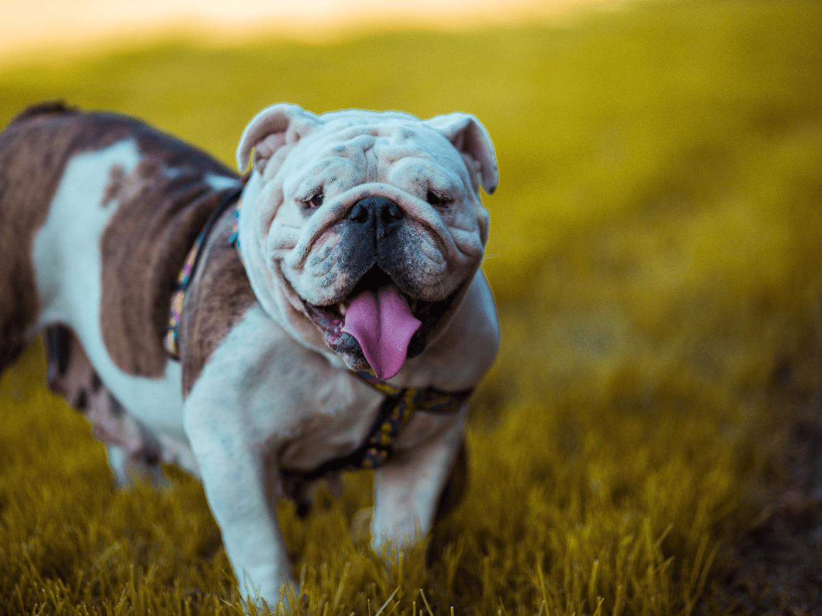 Old english bulldog store breeder near me