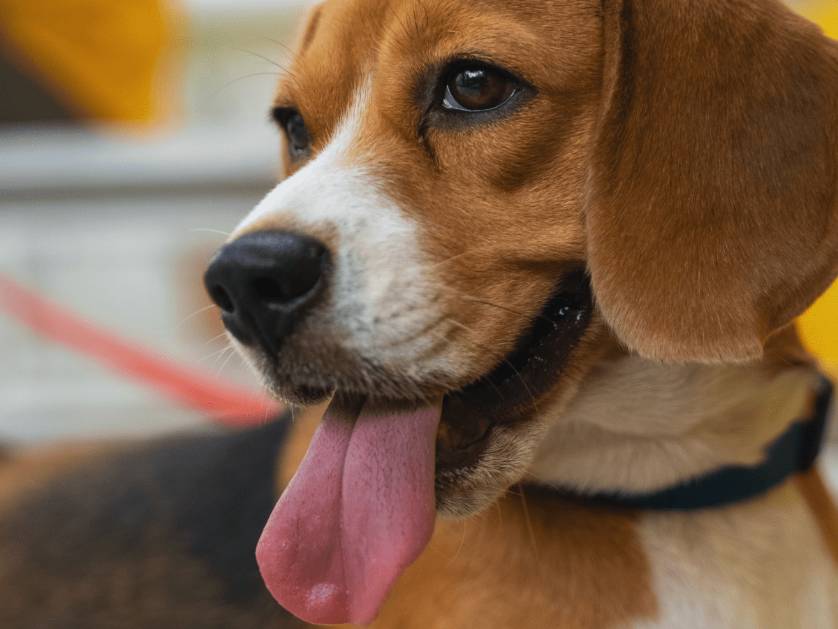 Giant clearance beagle breed