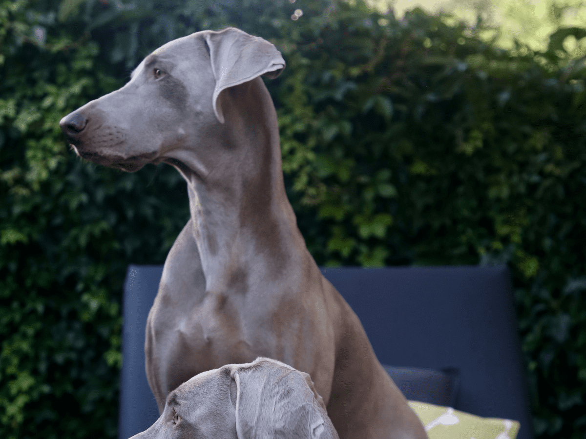 Tall grey sale dog breed