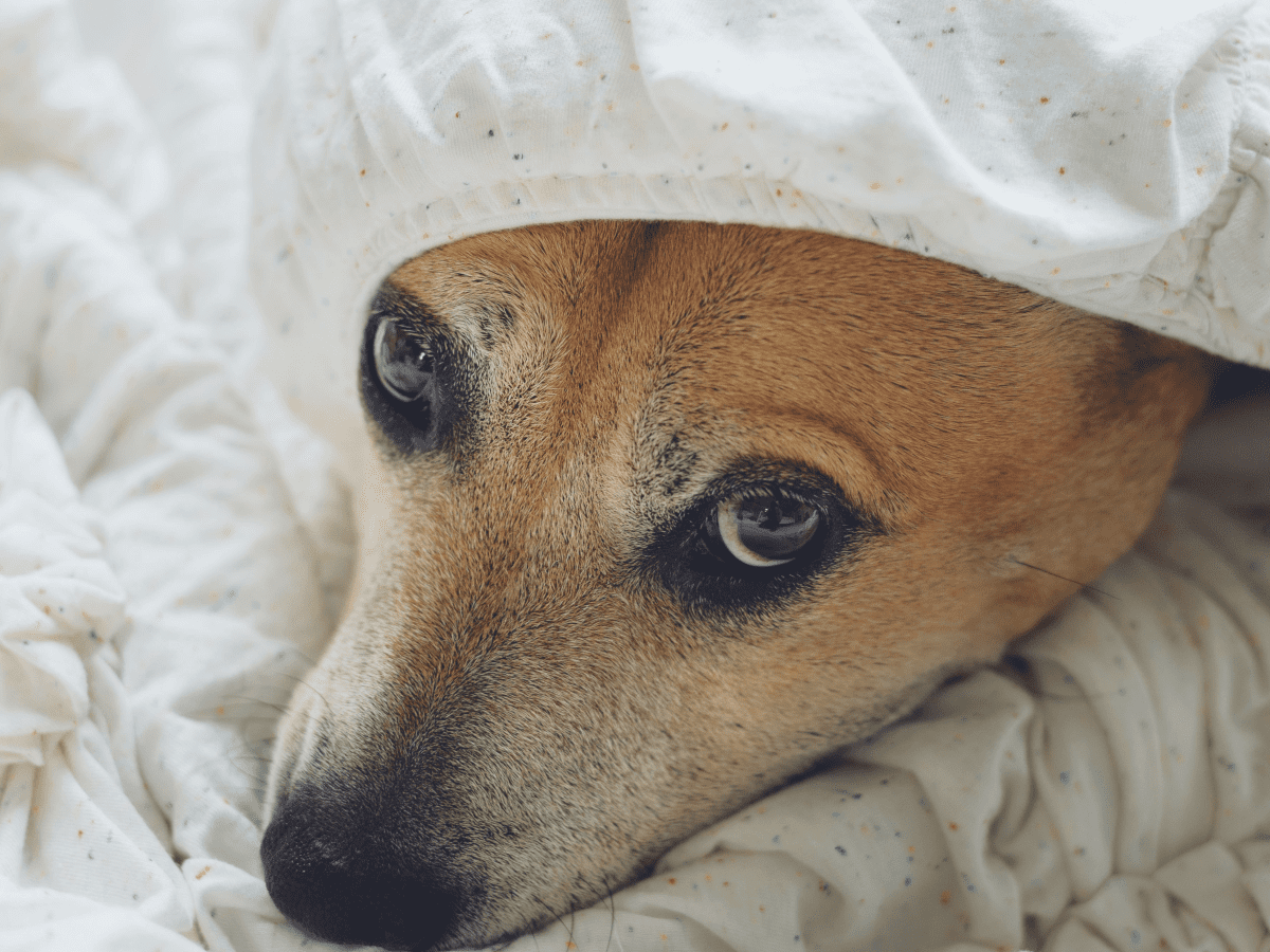 Treating ant shop bites on dogs