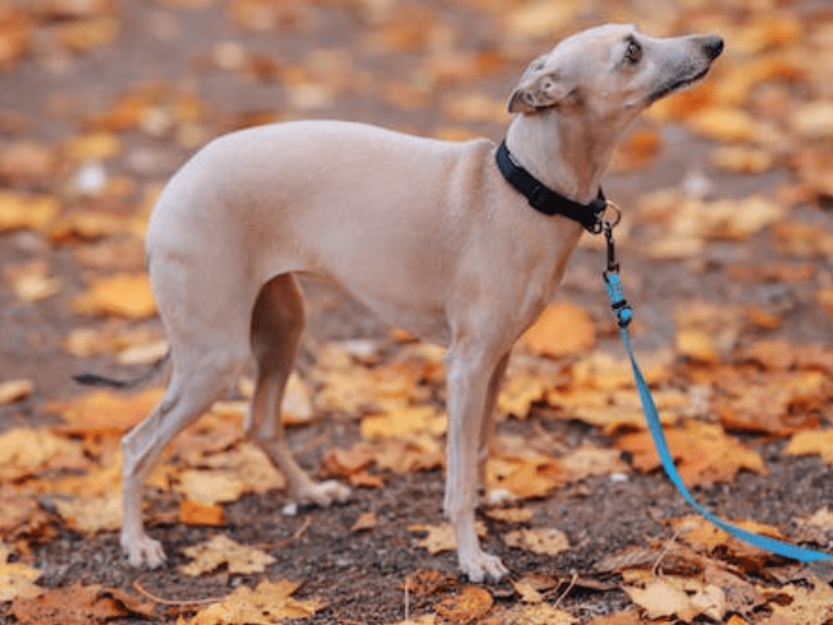 Dog looks like store greyhound