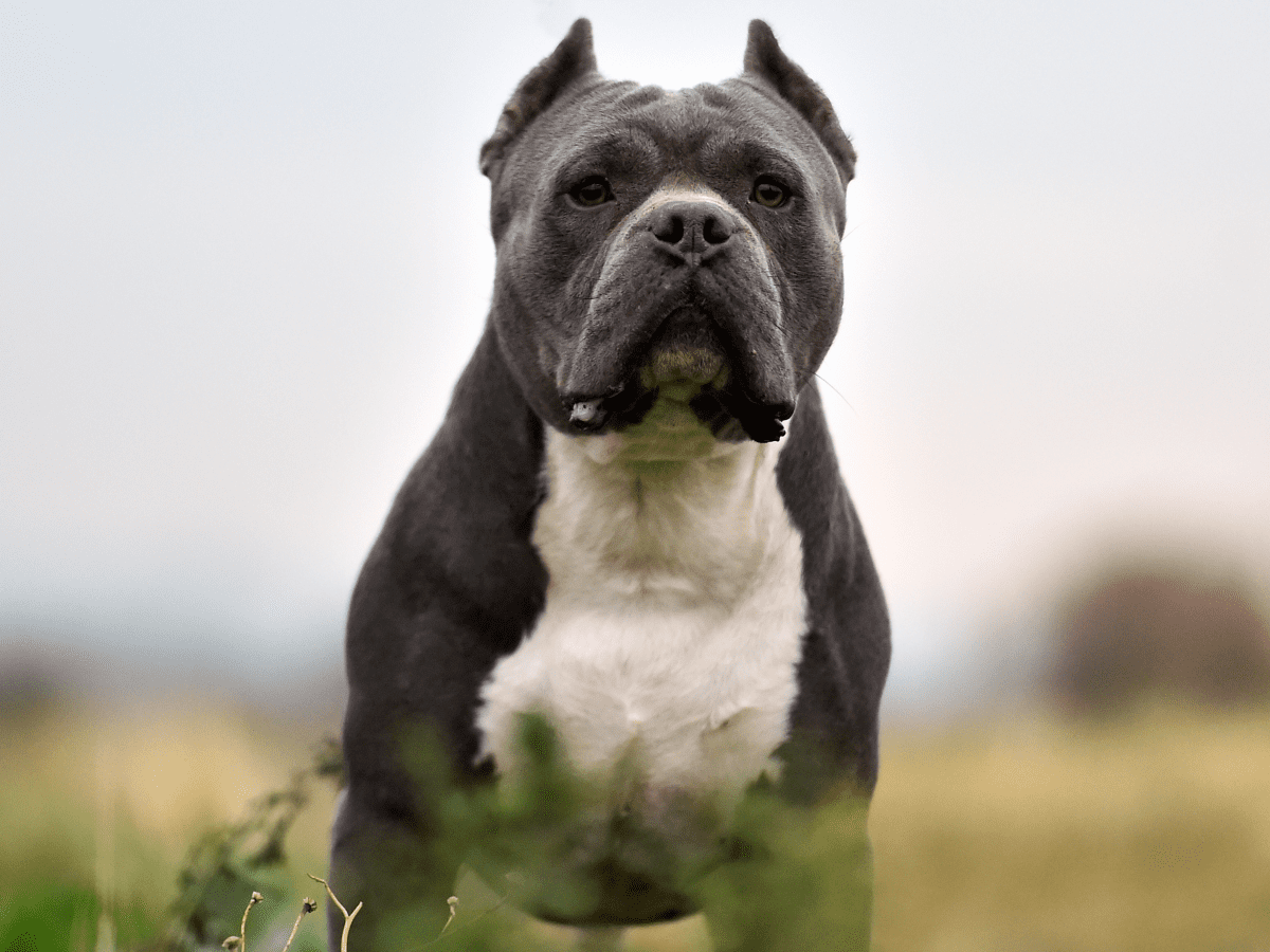 Pitbull real best sale breed name