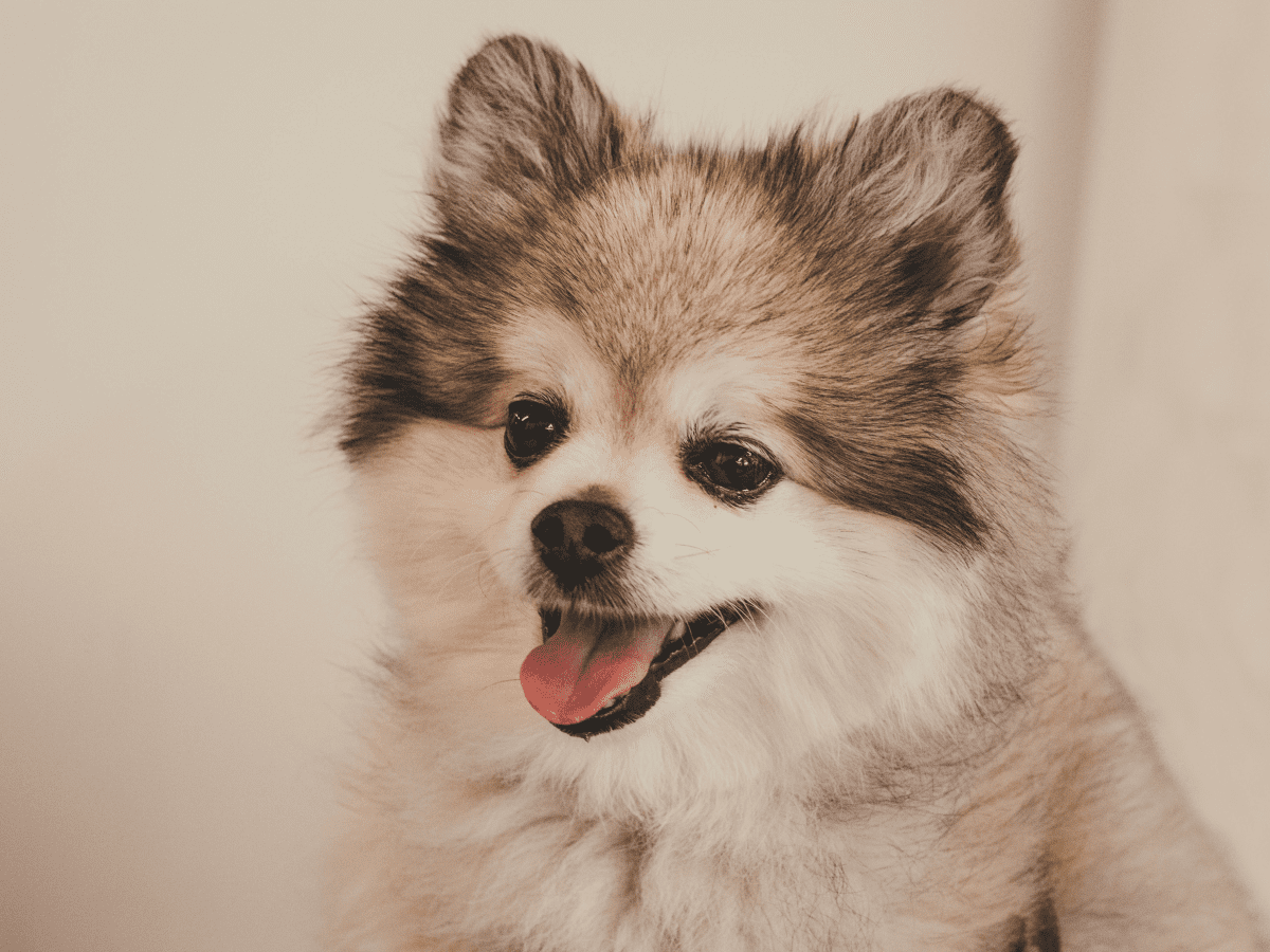 Pekingese and best sale pomeranian mix