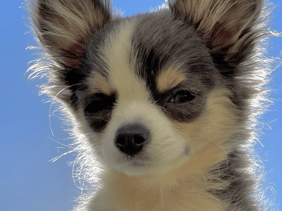 Cute chihuahua sale puppy names