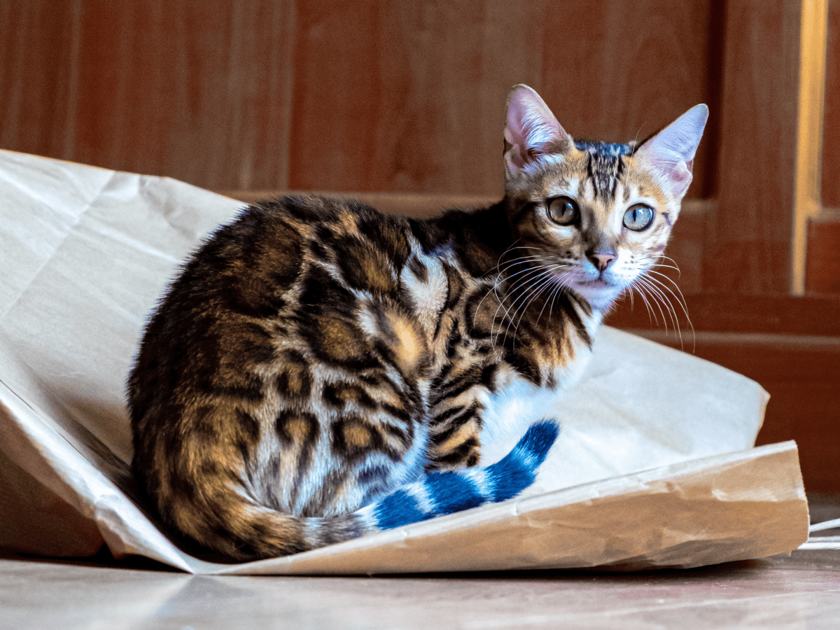 Small store leopard cat