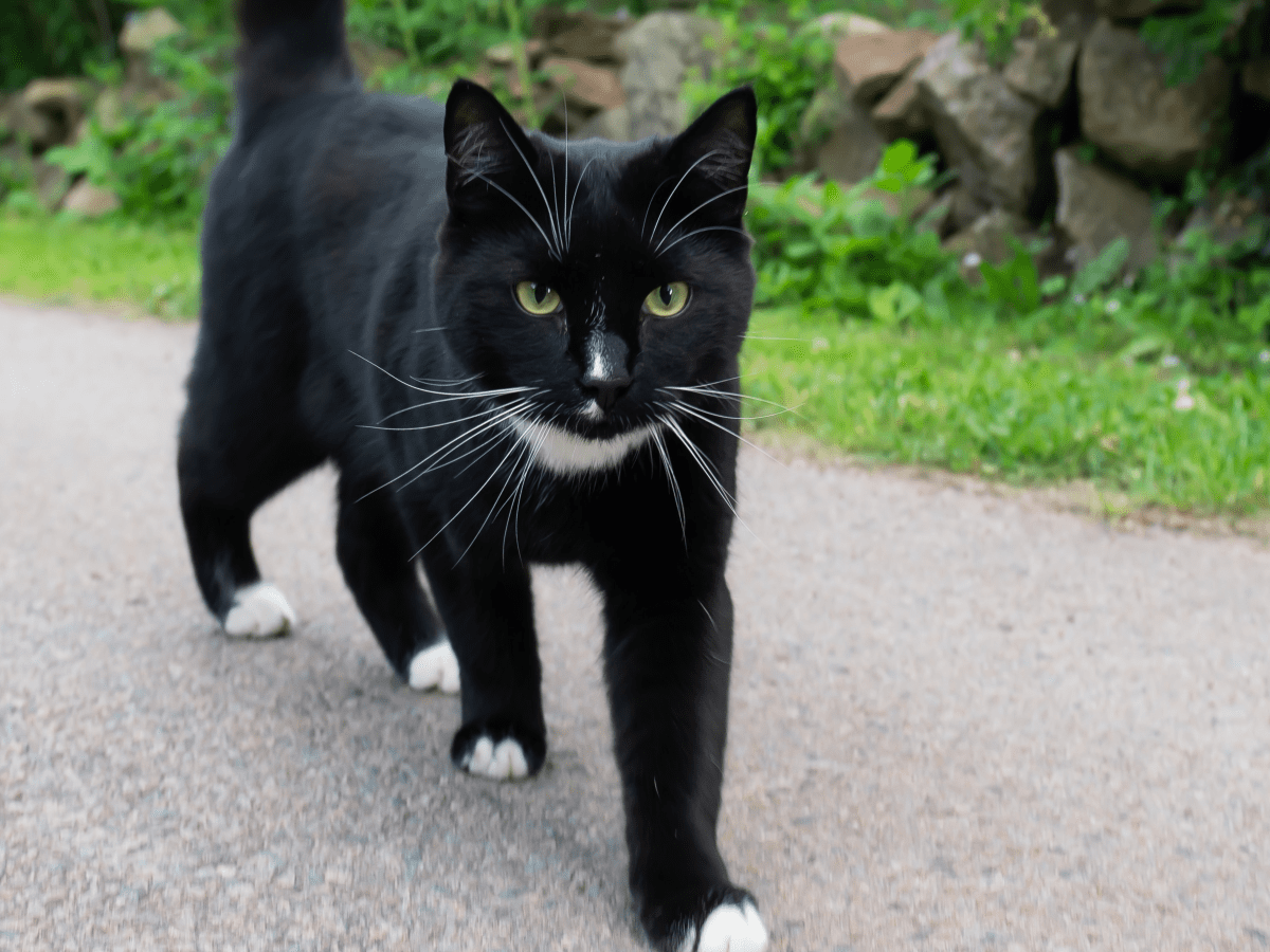 Cat left hot sale home