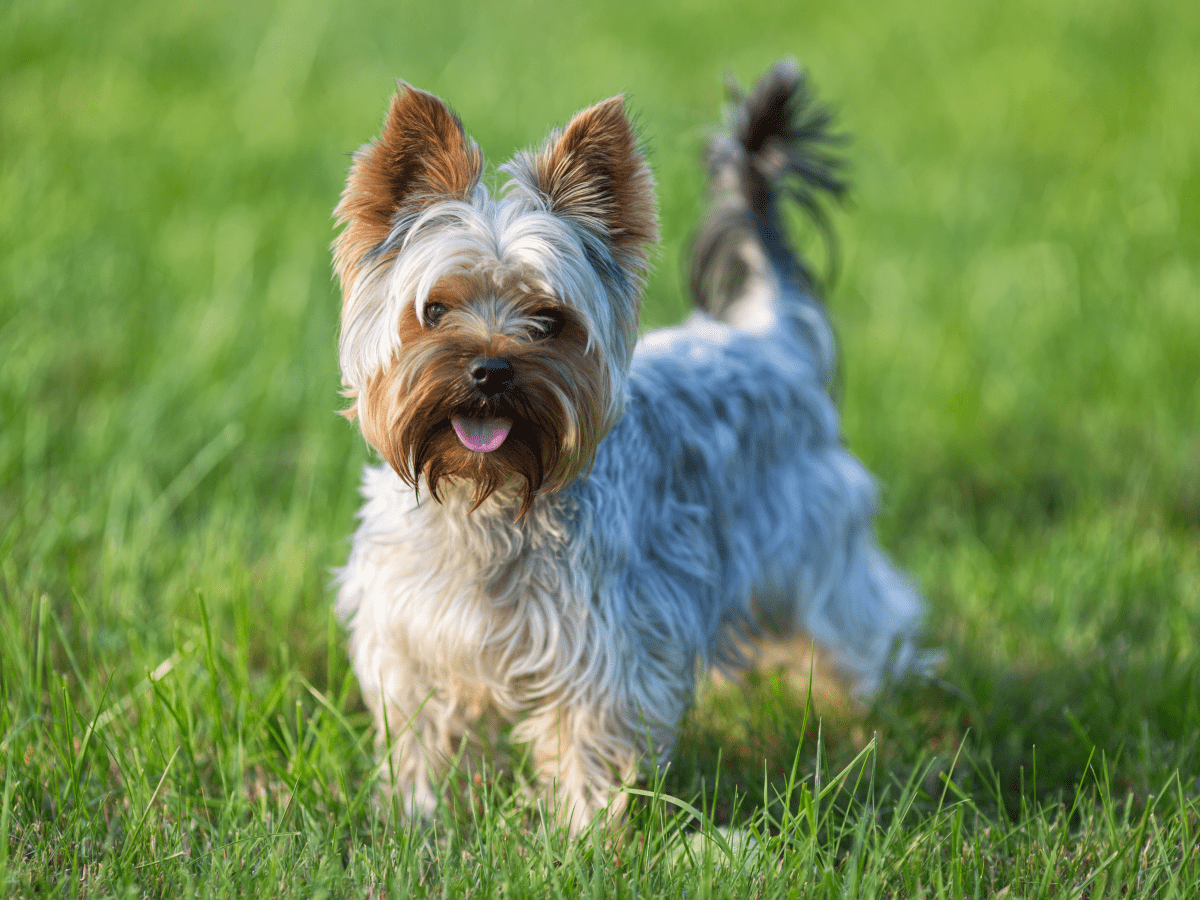 Unique names for store small male dogs