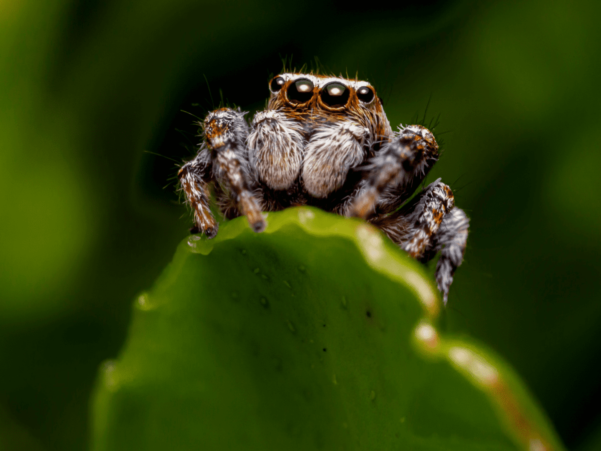 Small sales pet spiders