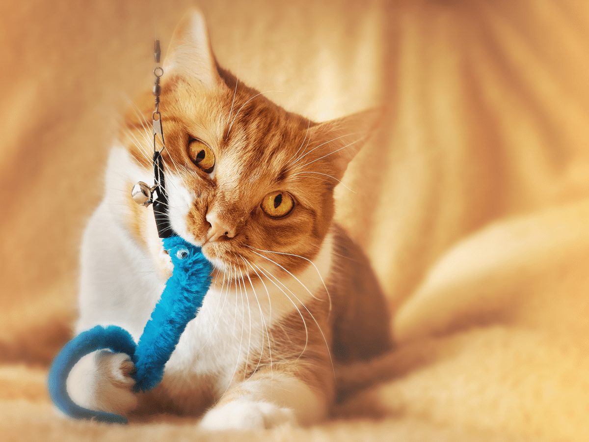 Homemade teething toys outlet for kittens