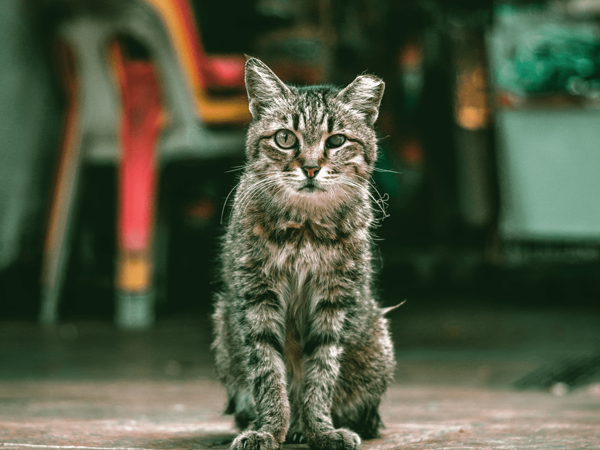 Down syndrome store cats for adoption