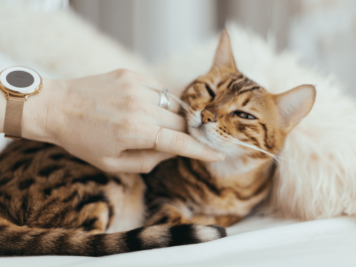 Natural antibiotics hotsell for cat wounds