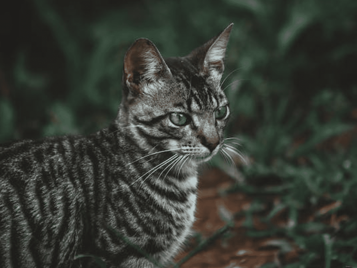 Toyger store domestic cats