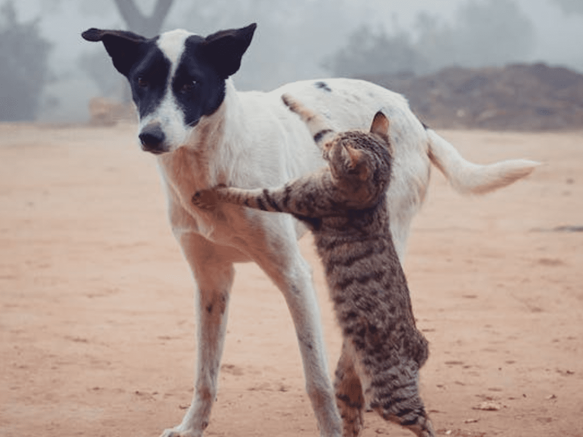 Stop dog store barking at cat