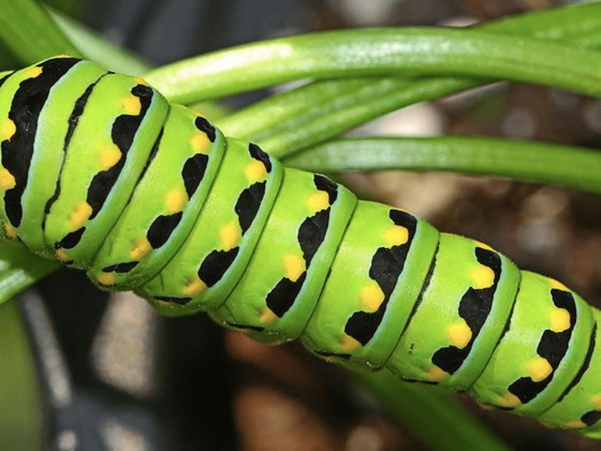 Caterpillar Identification Guide: Find Your Caterpillar With