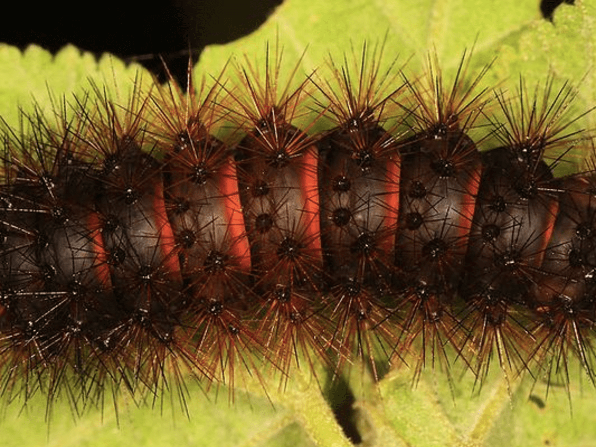 Black Caterpillars An Identification Guide With Photos Owlcation