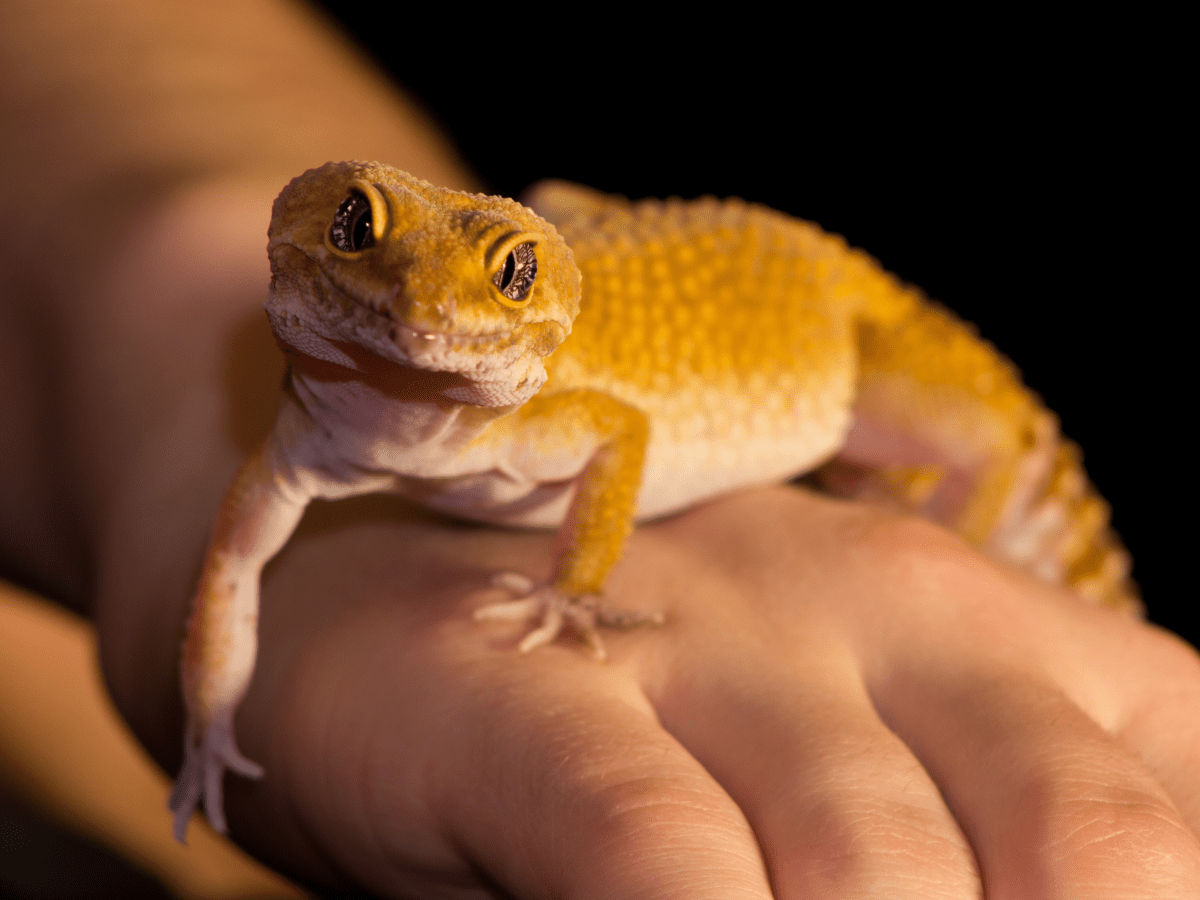 Pet store lizard habitat