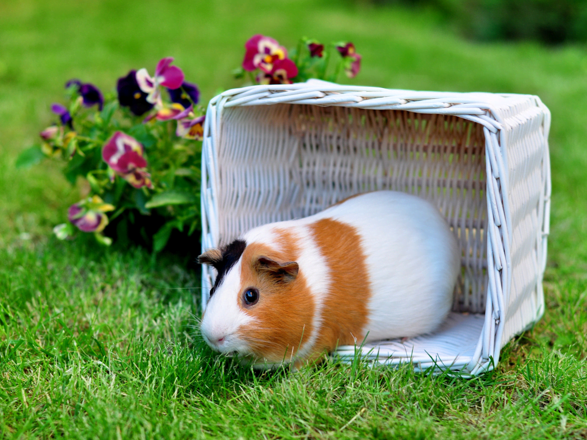 Can you keep store guinea pigs indoors