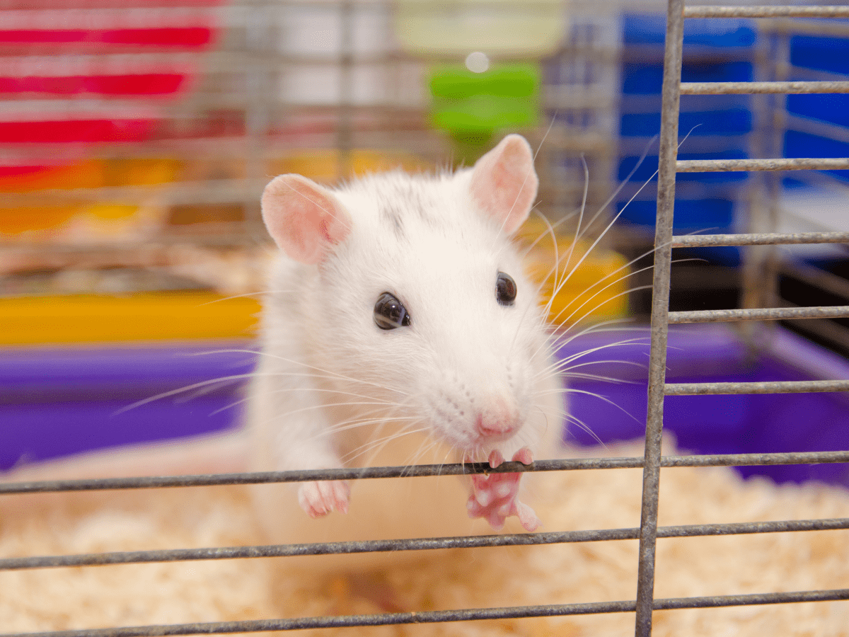 Rat in a clearance cage