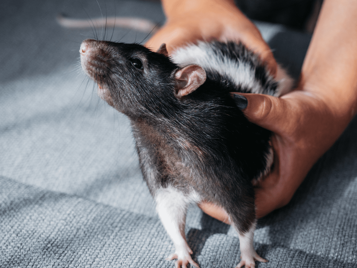 Wild rats as store pets