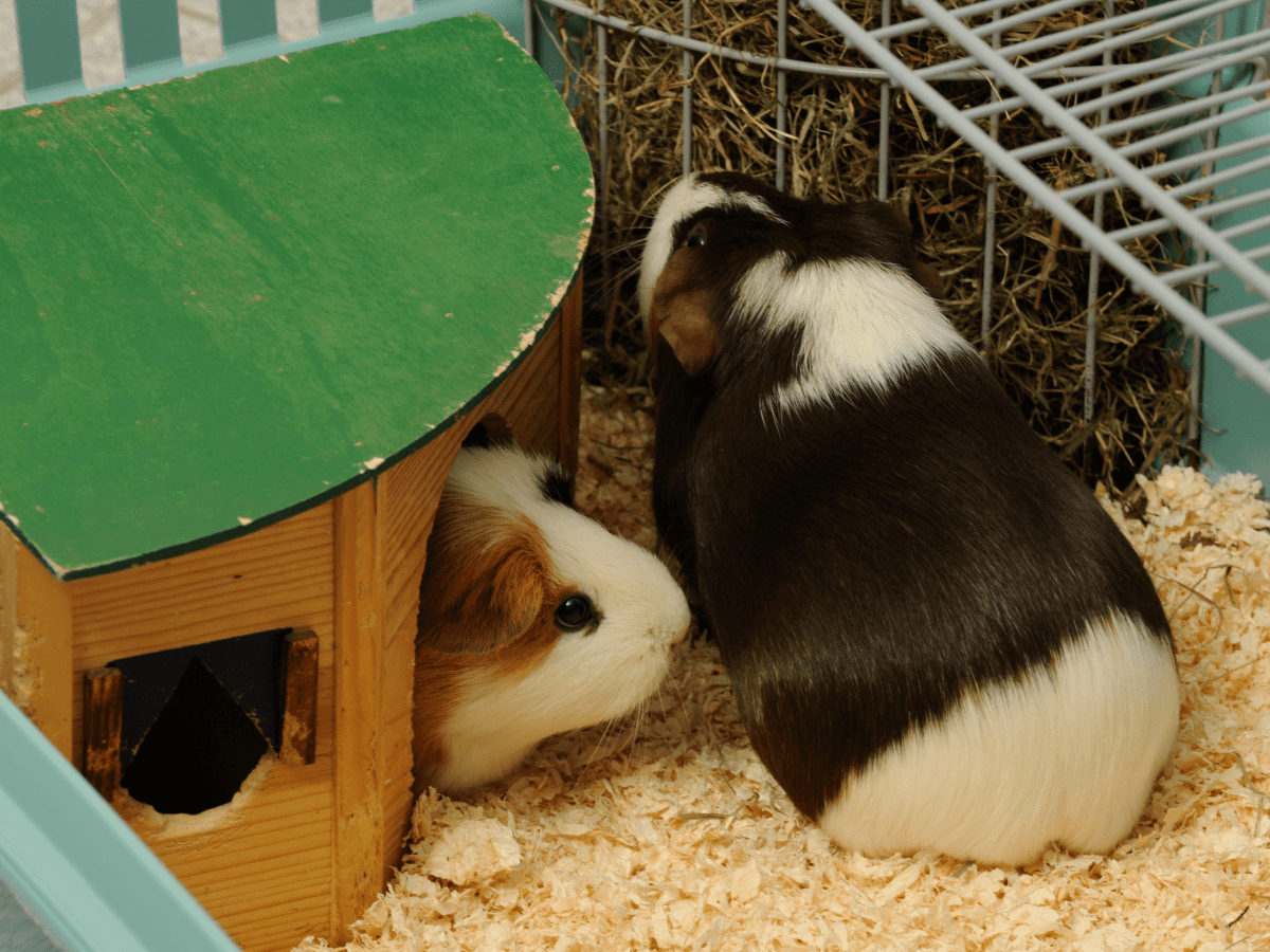 Is it ok for guinea 2024 pigs to chew on cardboard