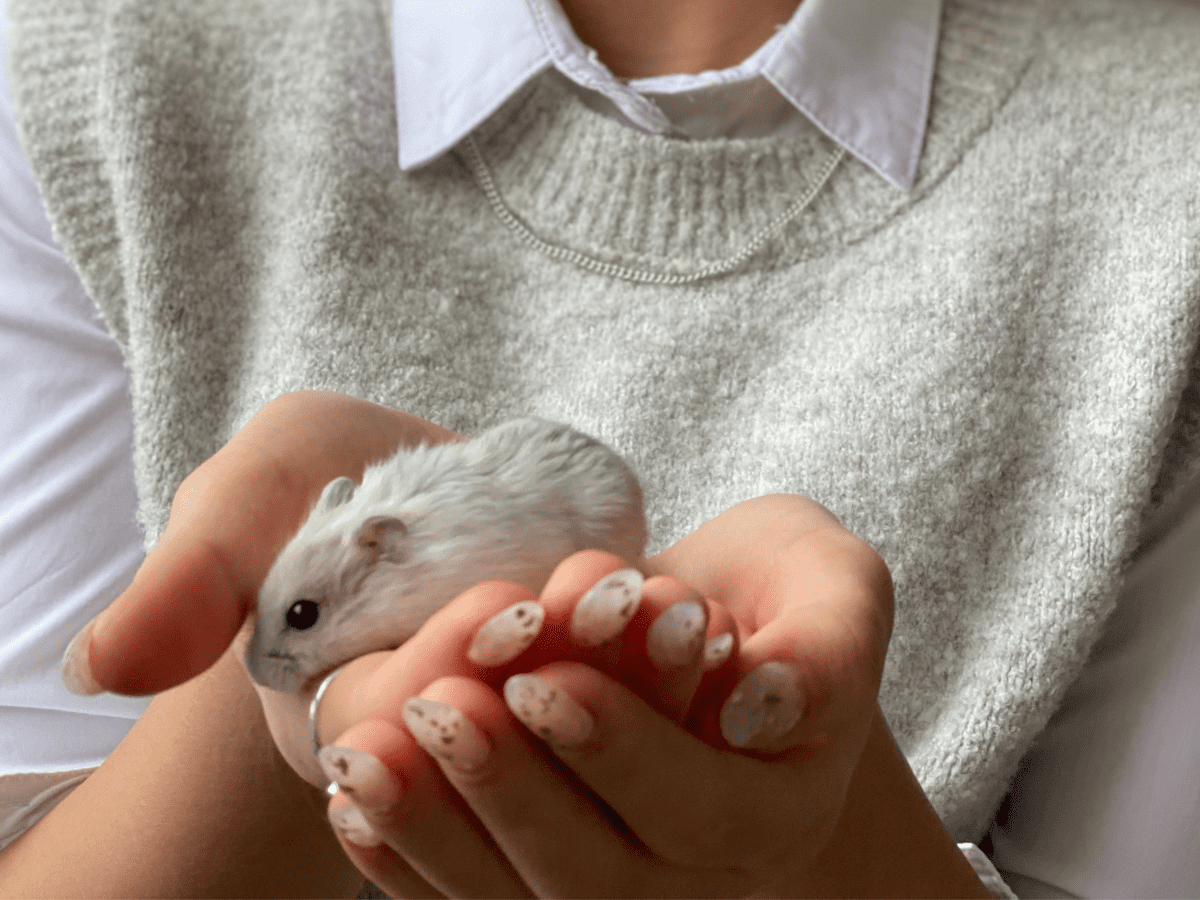 Can hamsters get store depressed