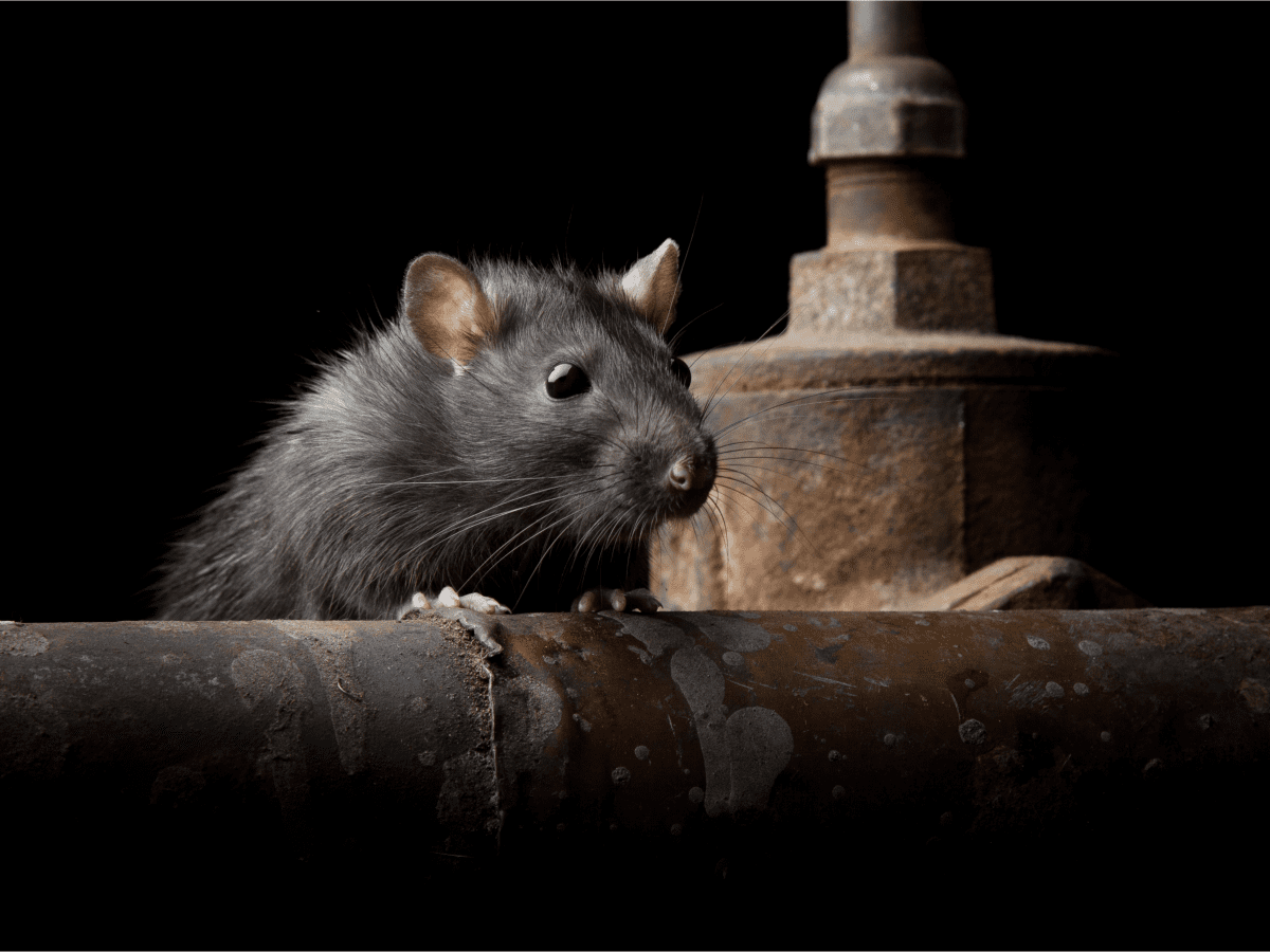 Rats and Their Types, Colors, and Patterns (With Photos) - PetHelpful