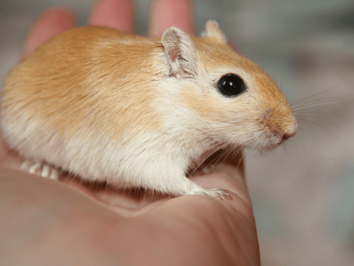 How to Identify and Help Depressed Gerbils PetHelpful