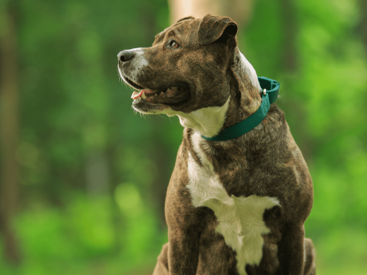 Pitbull clearance breeds list