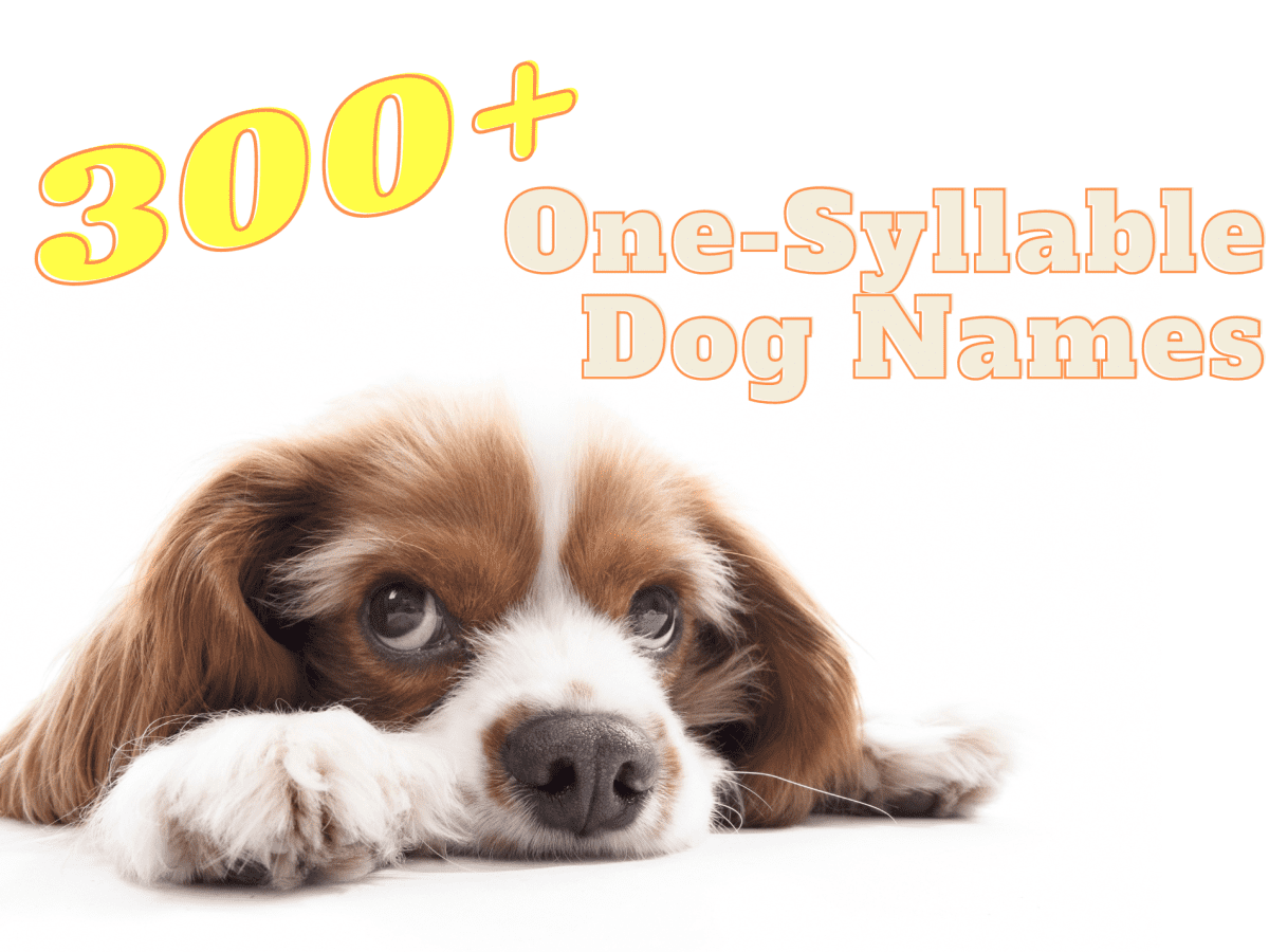 Best spaniel hot sale names