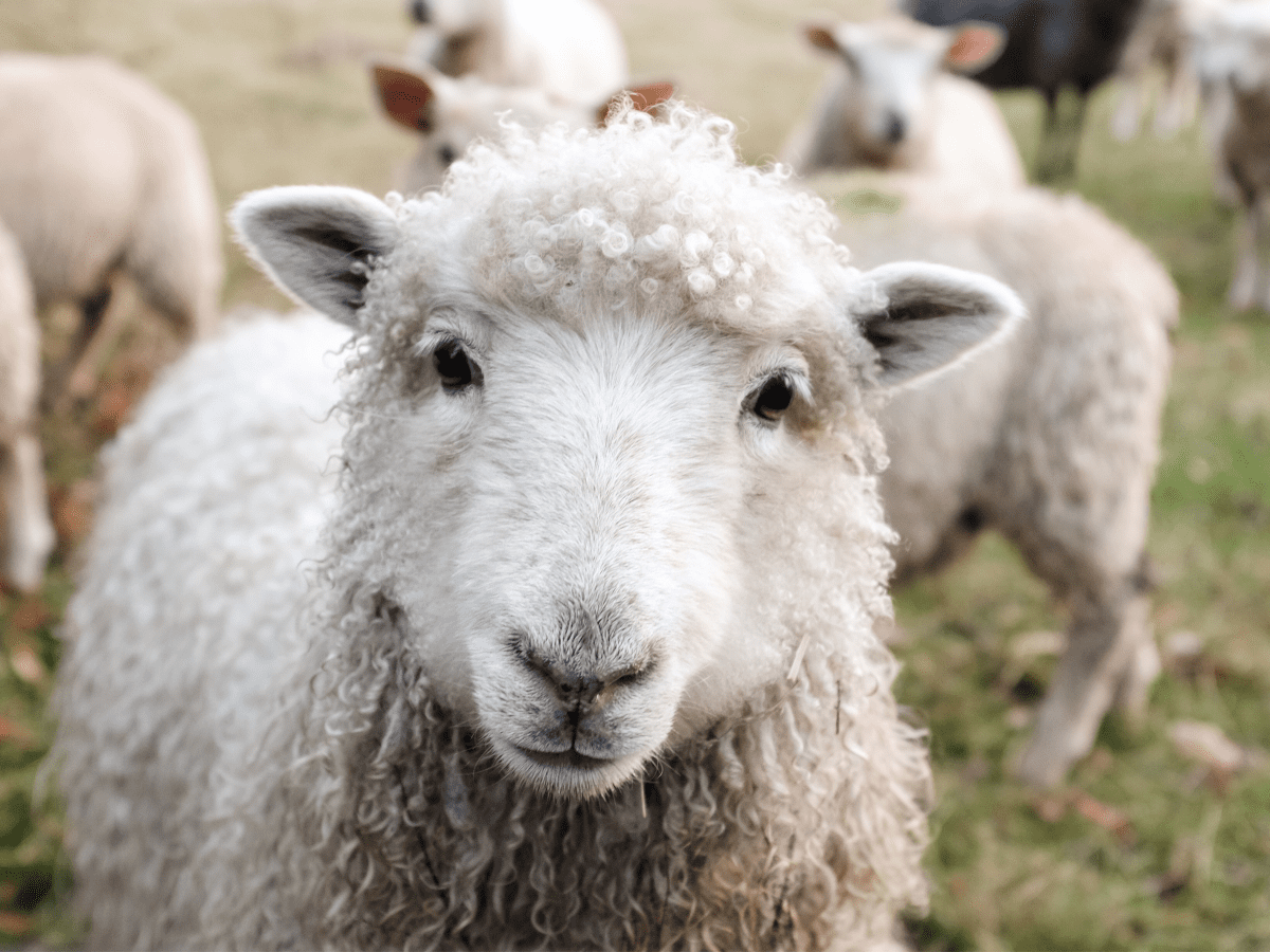 The Complete Guide to Caring for Sheep as Pets - PetHelpful