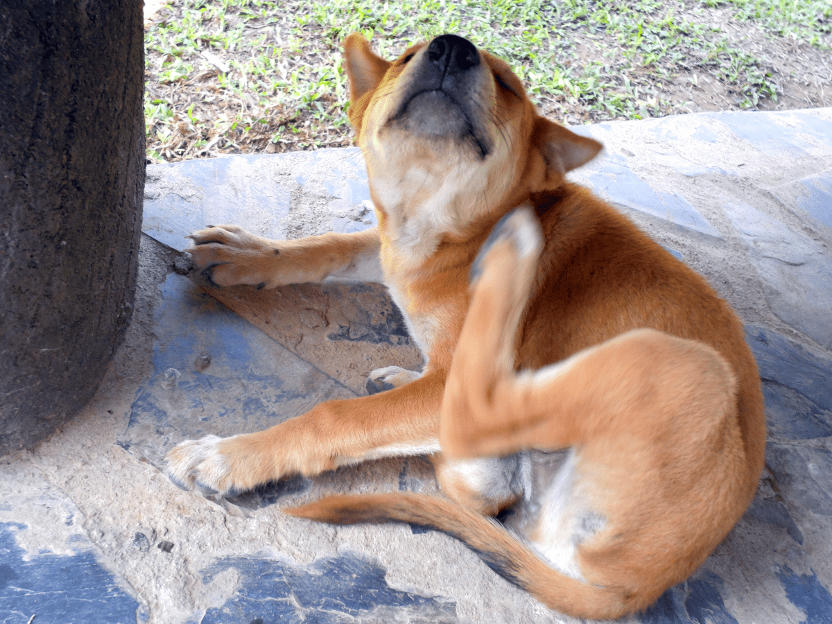 Собака чешется. Когда чешешь собаку она дергает лапой. Собака чешется. Собаку чешут. Собака чешется.