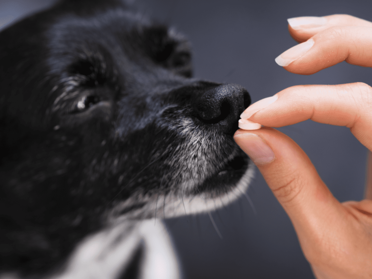 Over the counter medicine for store dog pain