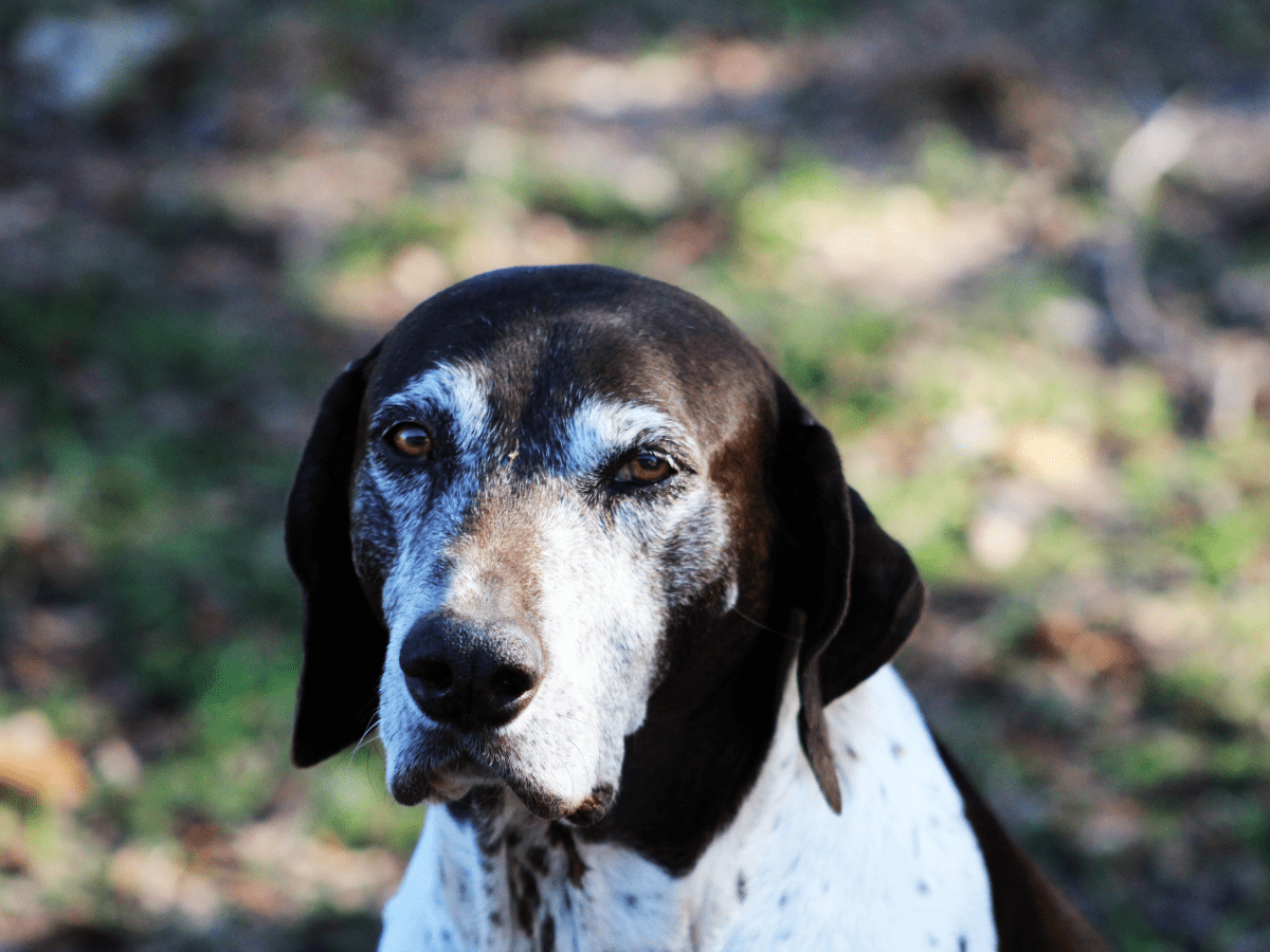 Vintage best sale dog names