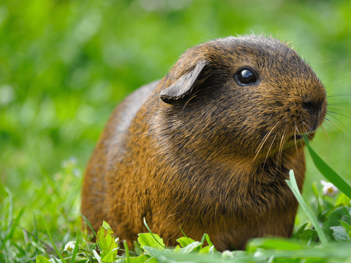 Timothy grass clearance for guinea pigs