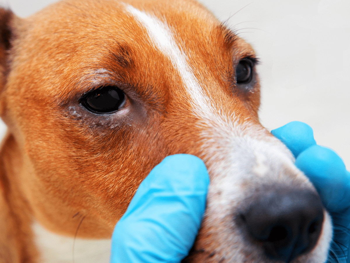 Best treatment shop for dog conjunctivitis