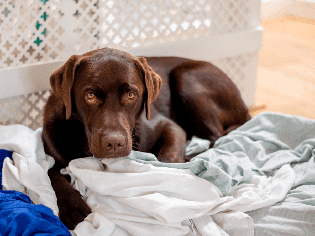 Dog discount ate blanket