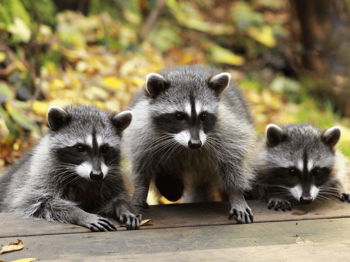 Natural and Humane Ways to Repel Raccoons From Your Garden Dengarden