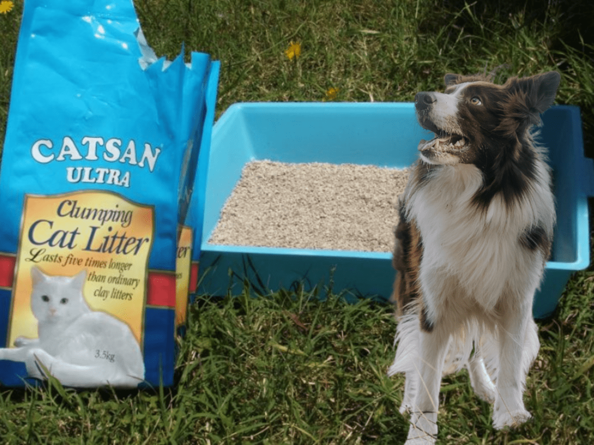 Reasons to Teach Your Dog to Use a Litter Box PetHelpful