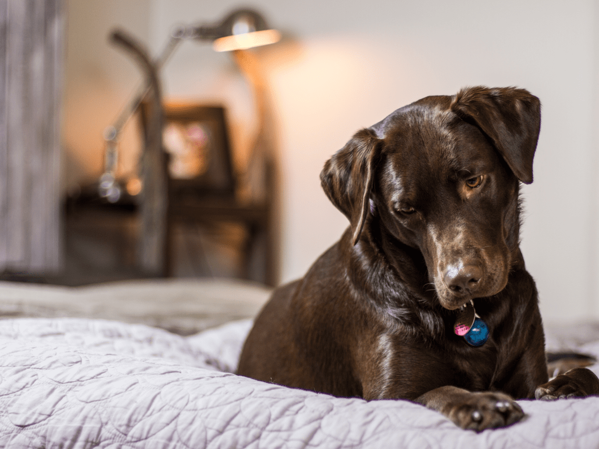 Should your dog sleep outlet in bed with you