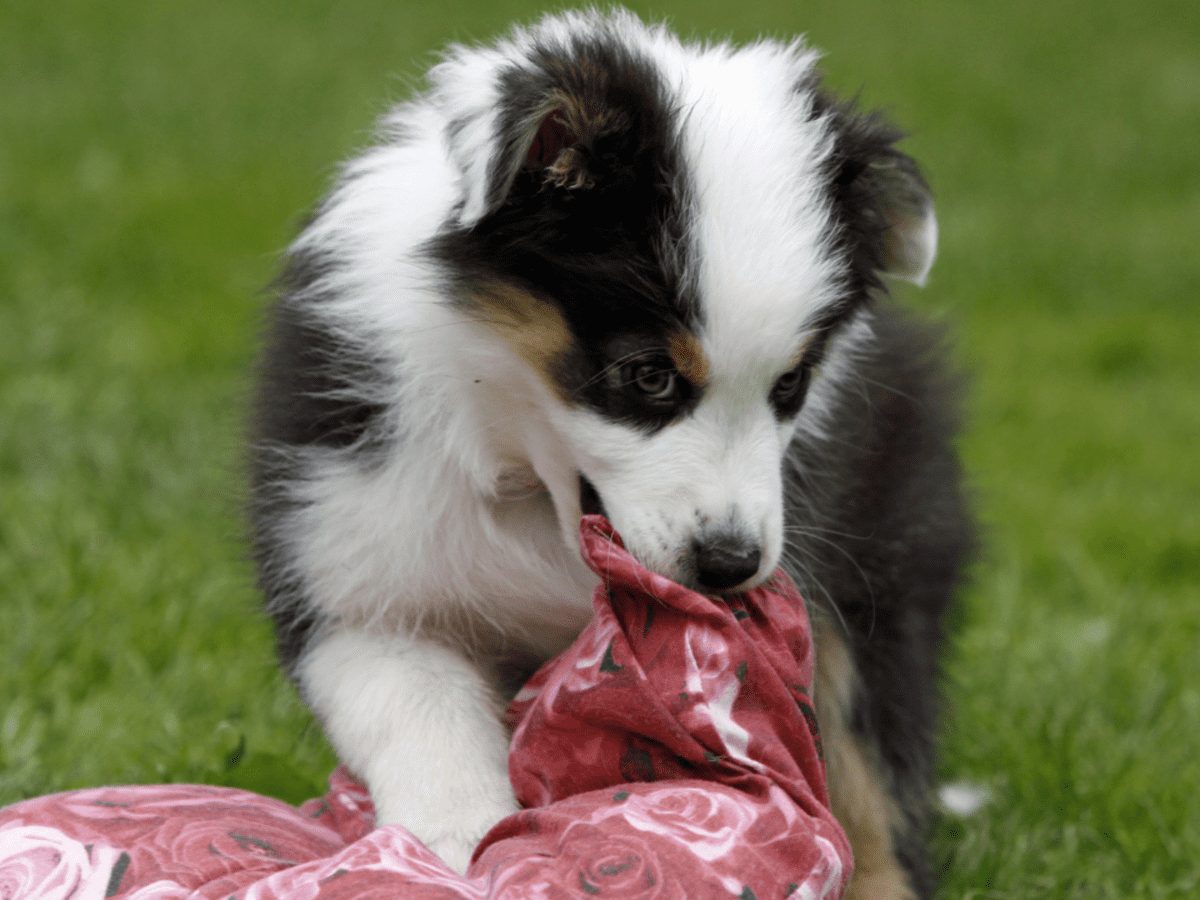 Best treats for australian shepherd outlet puppies