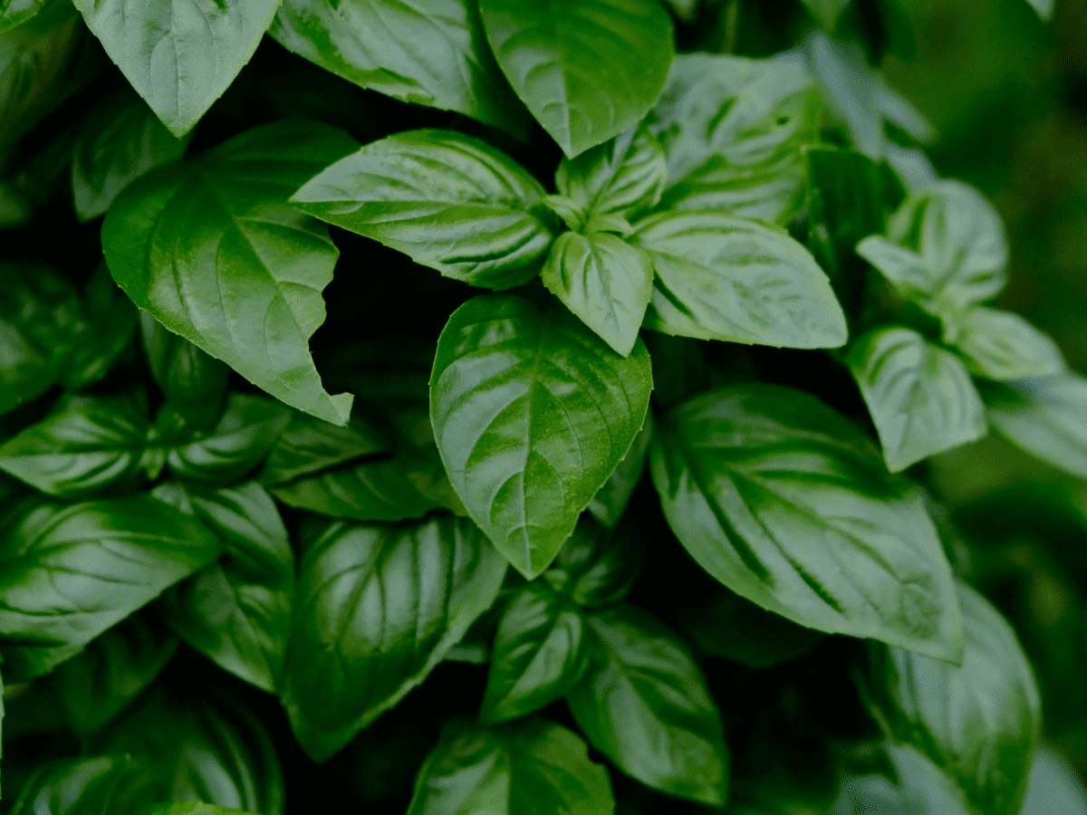 How to Grow Basil Plants in Your Garden Dengarden