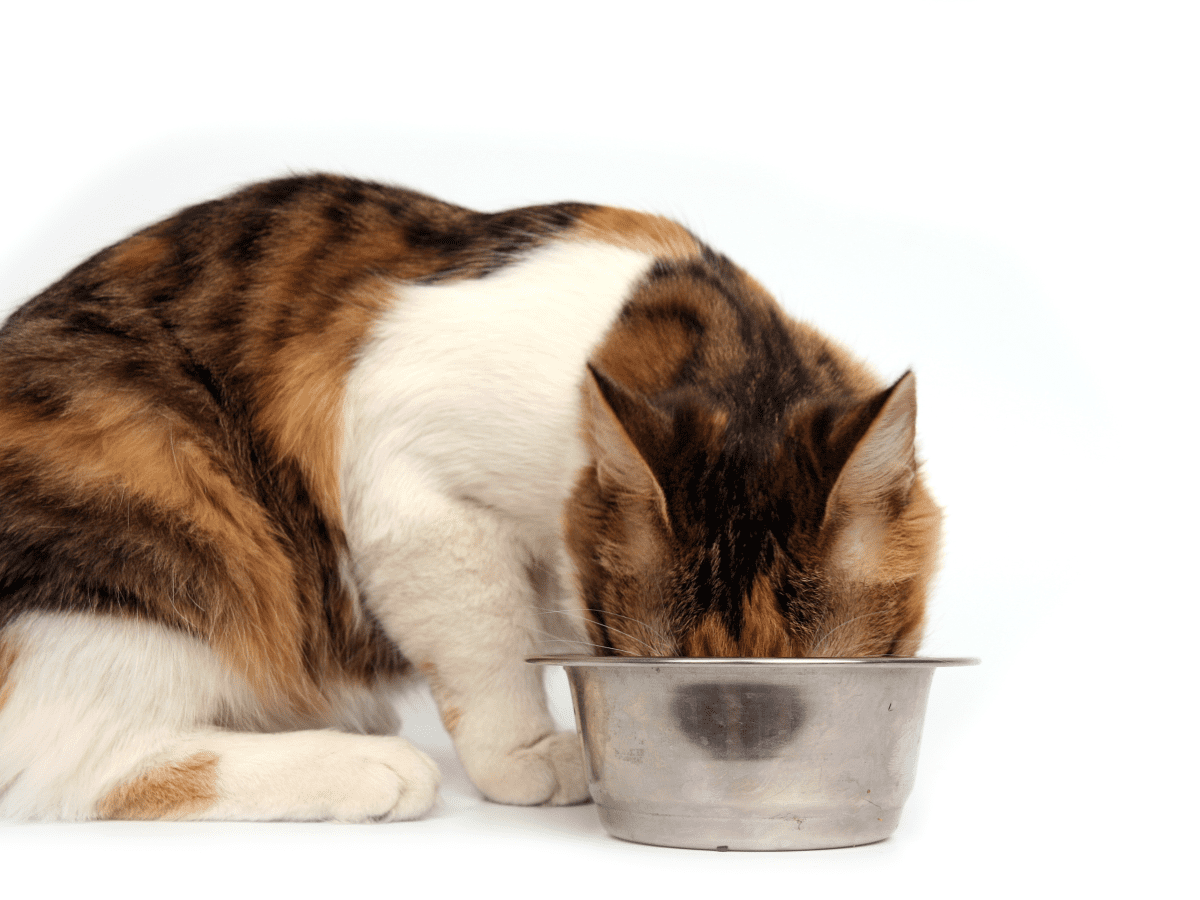 How to Choose the Best Cat Food for Your Cat PetHelpful