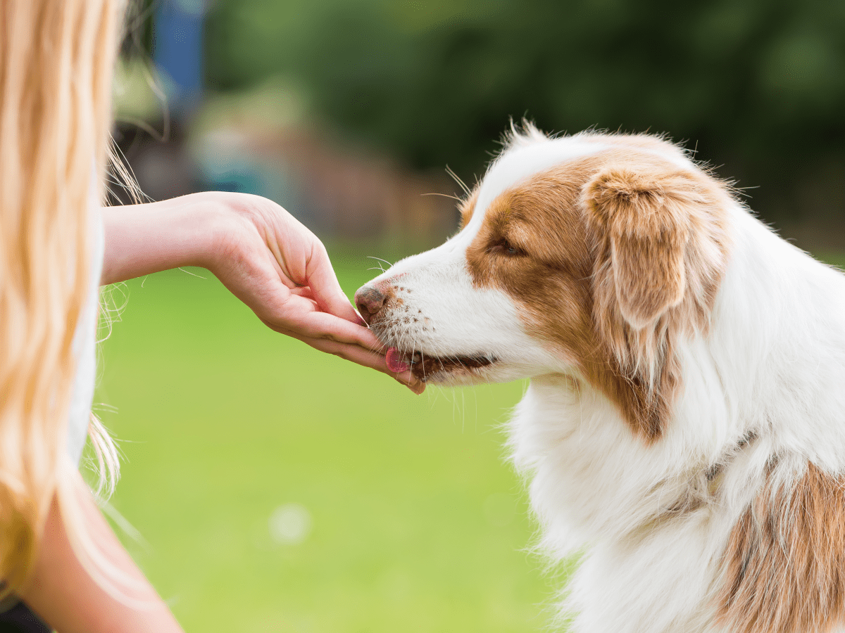 Hypoallergenic puppy food clearance brands